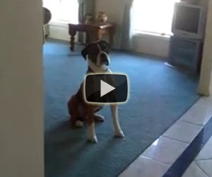 Il padrone gli propone una passeggiata, la reazione del cane è epica