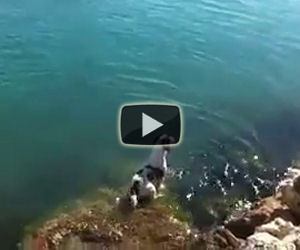 Un cane aspetta i suoi amici delfini a riva e poi nuota con loro