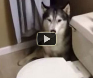 Il cane piange e si nasconde, il motivo ti farà morire dalle risate