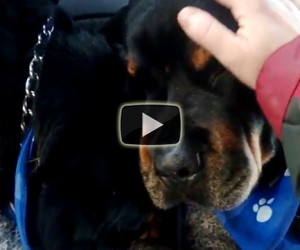 Il fratello muore durante la notte, ecco la reazione di questo cane