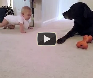Cane premia una bimba che gattona