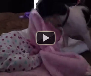 Cane premuroso copre il neonato