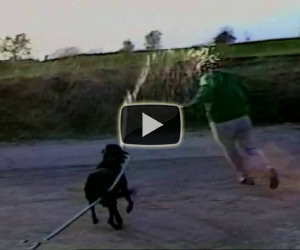 Il cane ruba un tubo dell'acqua e bagna il padrone inseguendolo