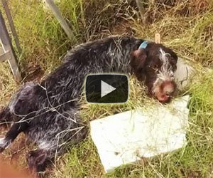 C'erano poche speranze per questo cane, poi un dettaglio cambia tutto