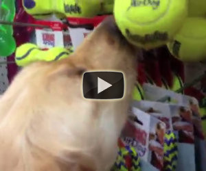 Chiede al cane di scegliere il suo giocattolo preferito e lui lo fa!