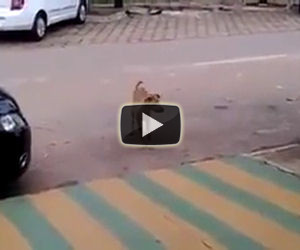Non appena inizia la musica ecco cosa fa questo cane