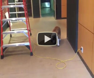 Questo cane ha paura di un cavo ma ecco la soluzione che trova
