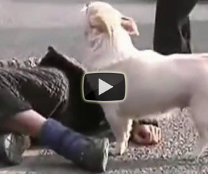 Un uomo sviene nel centro della strada, ecco cosa fa il suo cane