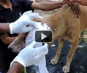 Questo cane gravemente ferito sta per morire, ecco cosa succede dopo