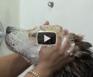 Questo cane viveva tra i serbatoi chimici, ecco la sua trasformazione