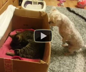 Il cane muore dalla voglia di vedere i gattini appena nati