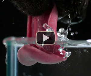 Cane beve l'acqua in slow motion