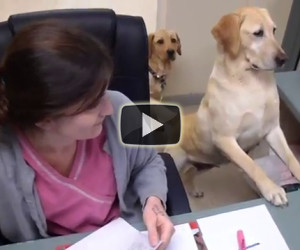 Porta i suoi cani al lavoro, loro la aiutano in modo divertente