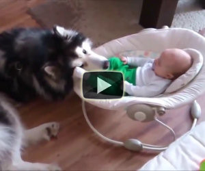 Cani che proteggono i bambini