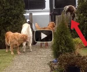 Torna dal supermercato ed ecco cosa fanno i suoi cani!