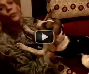 Cani accolgono il ritorno dei soldati