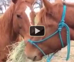Il cavallo corre col fieno in bocca e porta il cibo alla sua fidanzata
