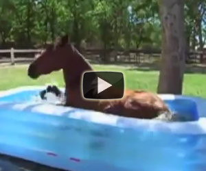 Il cavallo scopre la piscina per bambini, ecco la sua reazione