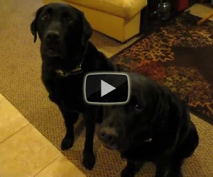 Chi ha rubato il biscotto? Guardate la risposta del cane a sinistra