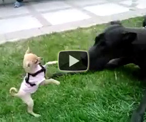 Chihuahua contro un alano
