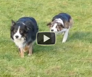 Vedono i cani muoversi in maniera assurda, ecco cosa succede