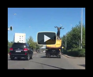 Come non trasportare un cervo gigante