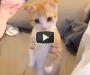 Ecco cosa fa questo gattino quando lei passa l'aspirapolvere