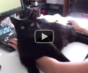I suoi gatti non gli permettono di lavorare, ecco la sua soluzione