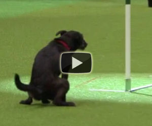 Corsa ad ostacoli per cani, fail