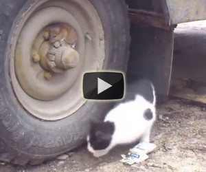 Il gatto lo cerca disperato, ecco come questo criceto si nasconde
