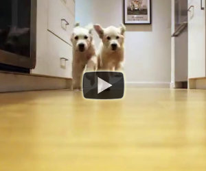 Prepara la pappa ai suoi due cuccioli e realizza un video insuperabile