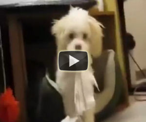 Il cucciolo viene colto con le mani nel sacco, la reazione è fantastica