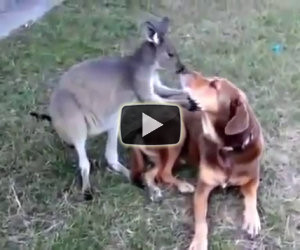 Cucciolo di canguro flirta con un cane