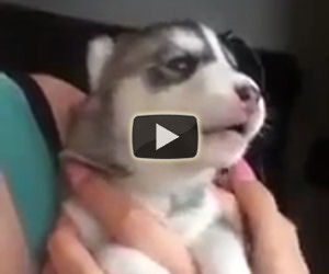 Un cucciolo di husky prova ad ululare per la prima volta