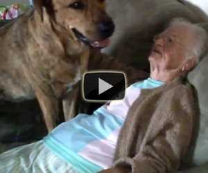 Un cucciolone mostra alla signora anziana tutto il suo amore