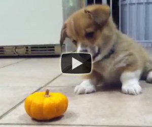 Questo dolce cucciolo non riesce proprio ad accettare una zucca