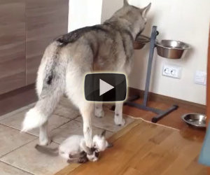 L'husky sta mangiando ma il suo piccolo amico decide di disturbarlo