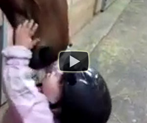 Dolce bambino saluta il cavallo