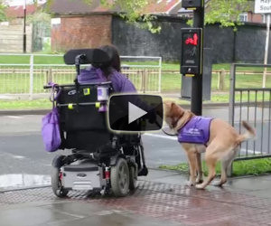 Ecco ciò che questo cane fa ogni giorno per questa donna disabile