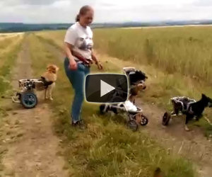 Una donna gioca in campagna con un gruppo di cani speciali