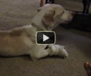 Donna salva un cane paralizzato