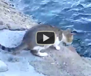 Il gatto nota un pesce nel mare, ecco come lo riesce a prendere