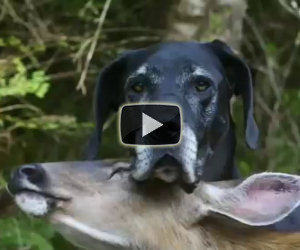 Il cervo esce dal bosco e si avvicina alle case, ecco perchè...