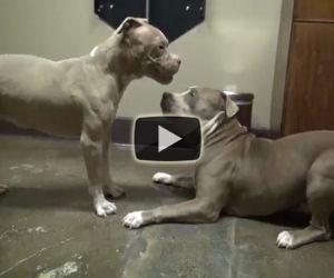 2 ex cani da combattimento si incontrano, la reazione è incredibile