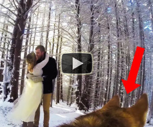 Due sposi fanno girare il video del loro matrimonio al proprio cane