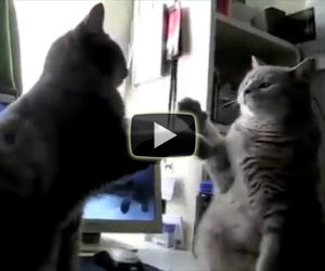 Inizia a filmare i suoi gatti che giocano tra loro in modo buffissimo