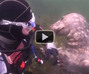La foca si avvicina al sub e gli chiede qualcosa... ecco cosa!