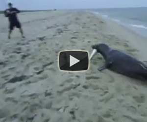 Foca ruba ad un pescatore