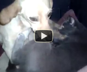 Un gatto e un cane che dormono insieme? La verità è ben diversa!