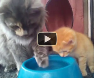 Mamma gatta insegna al figlio a bere l'acqua dalla ciotola